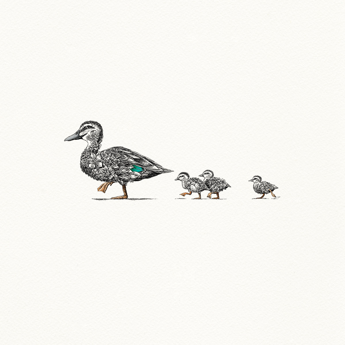 Pacific Black Duck - Artist Proof