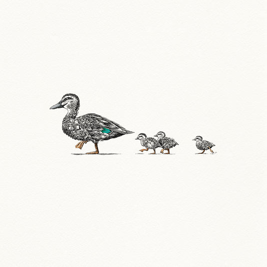 Pacific Black Duck - Artist Proof