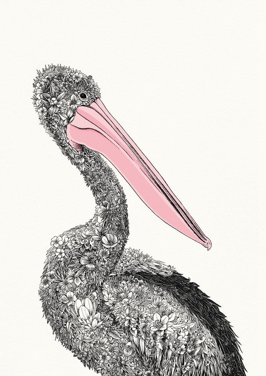 Australian Pelican - Giclée Print