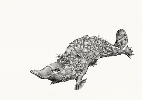 Platypus Bushwalk – Giclée Print