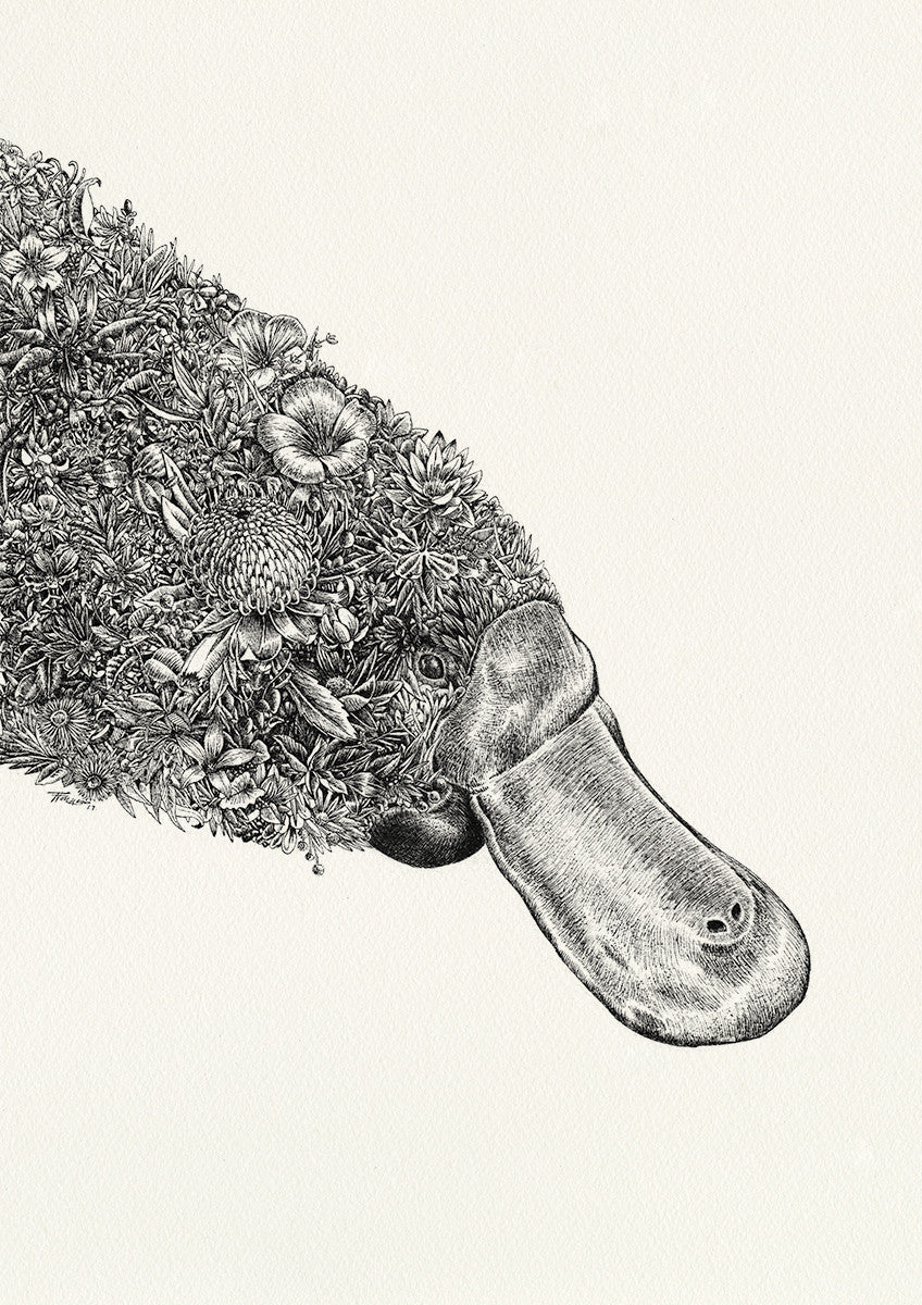 Platypus - Giclée Print