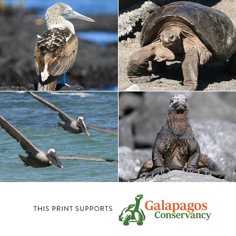 Galapagos Tortoise - Giclée Print (Black & White)