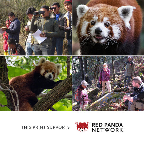 Red Panda – Edition 3 Giclée Print