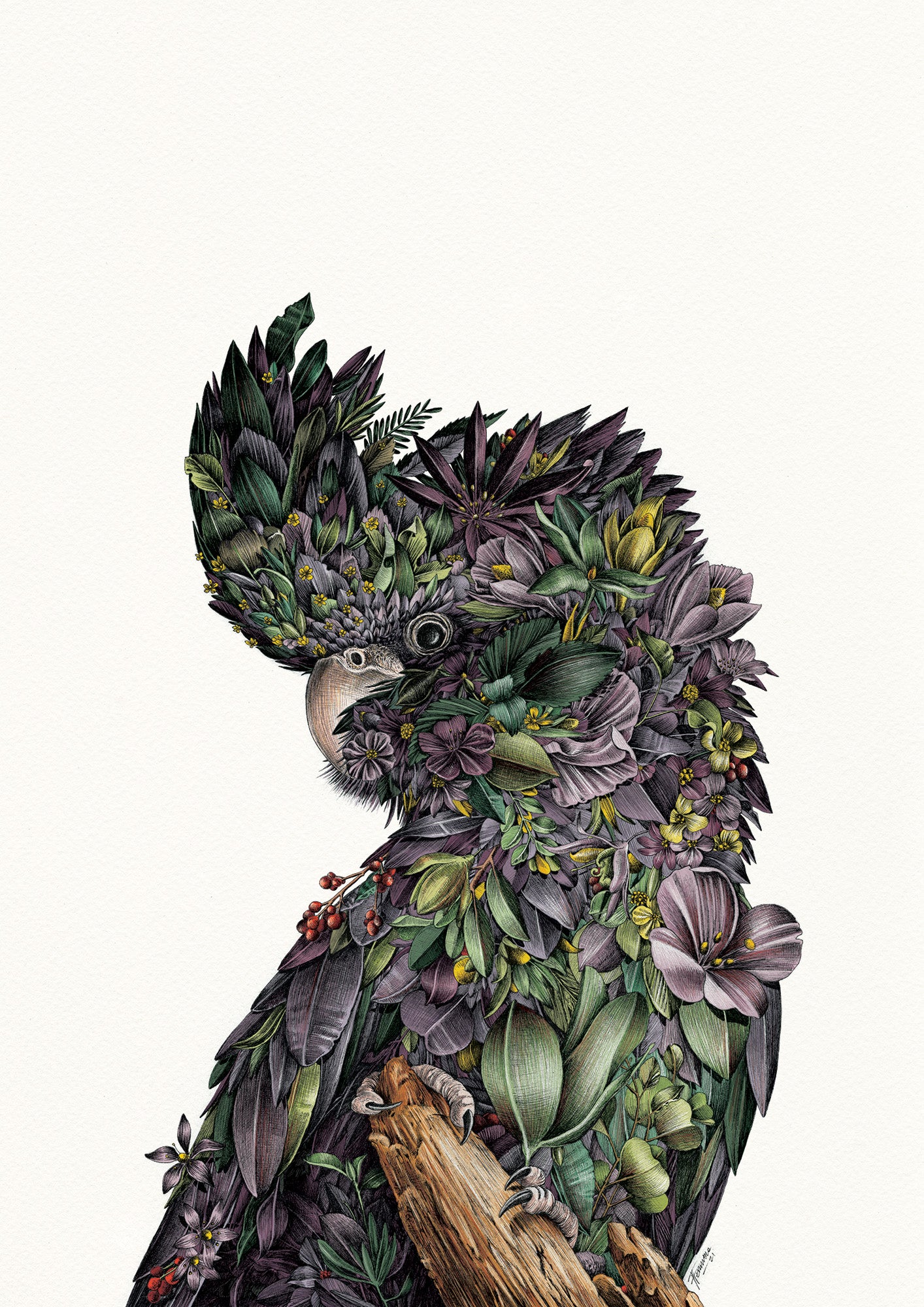 Red-tailed Black Cockatoo - Giclée Print (Coloured)