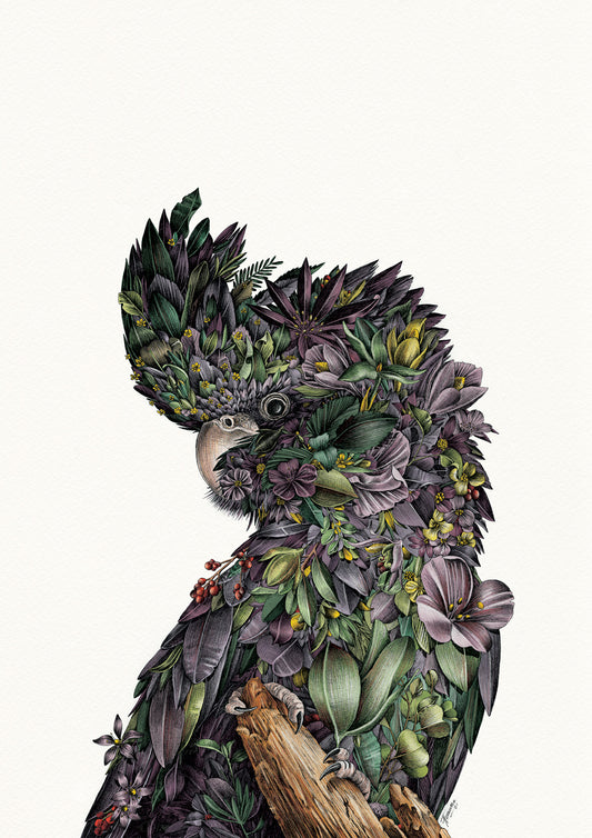 Red-tailed Black Cockatoo - Giclée Print (Coloured)