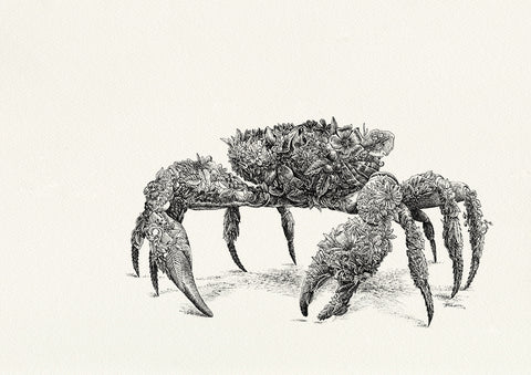 Christmas Island Red Crab - Giclée Print