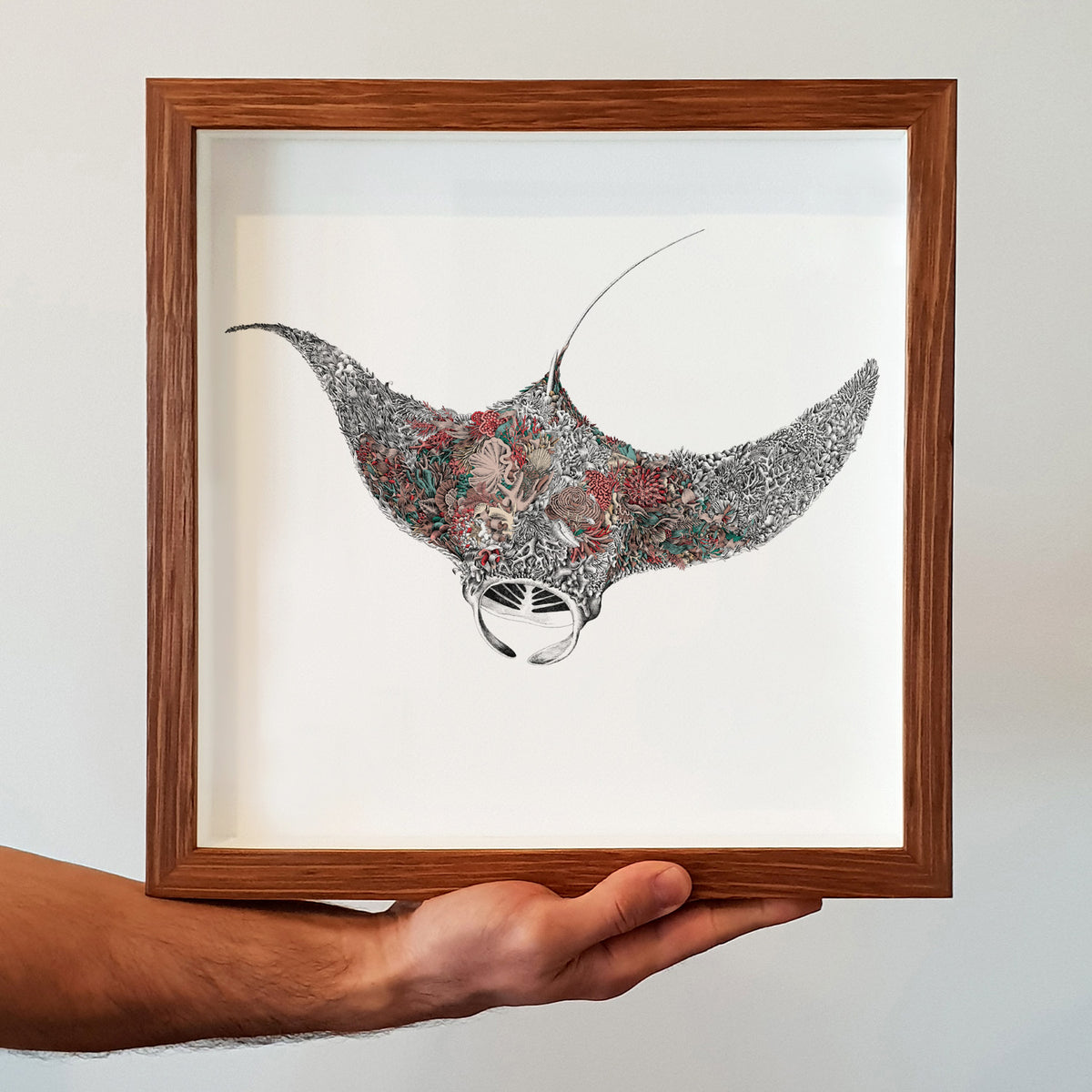 Reef Manta - Giclée Print