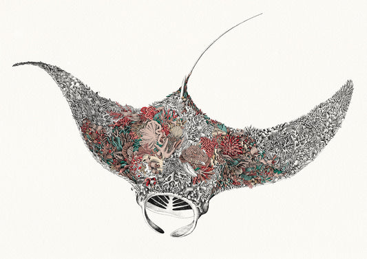 Reef Manta - Giclée Print