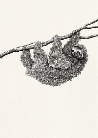 Brown-Throated Sloth - Giclée Print