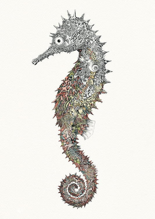 Spiny Seahorse - Giclée Print