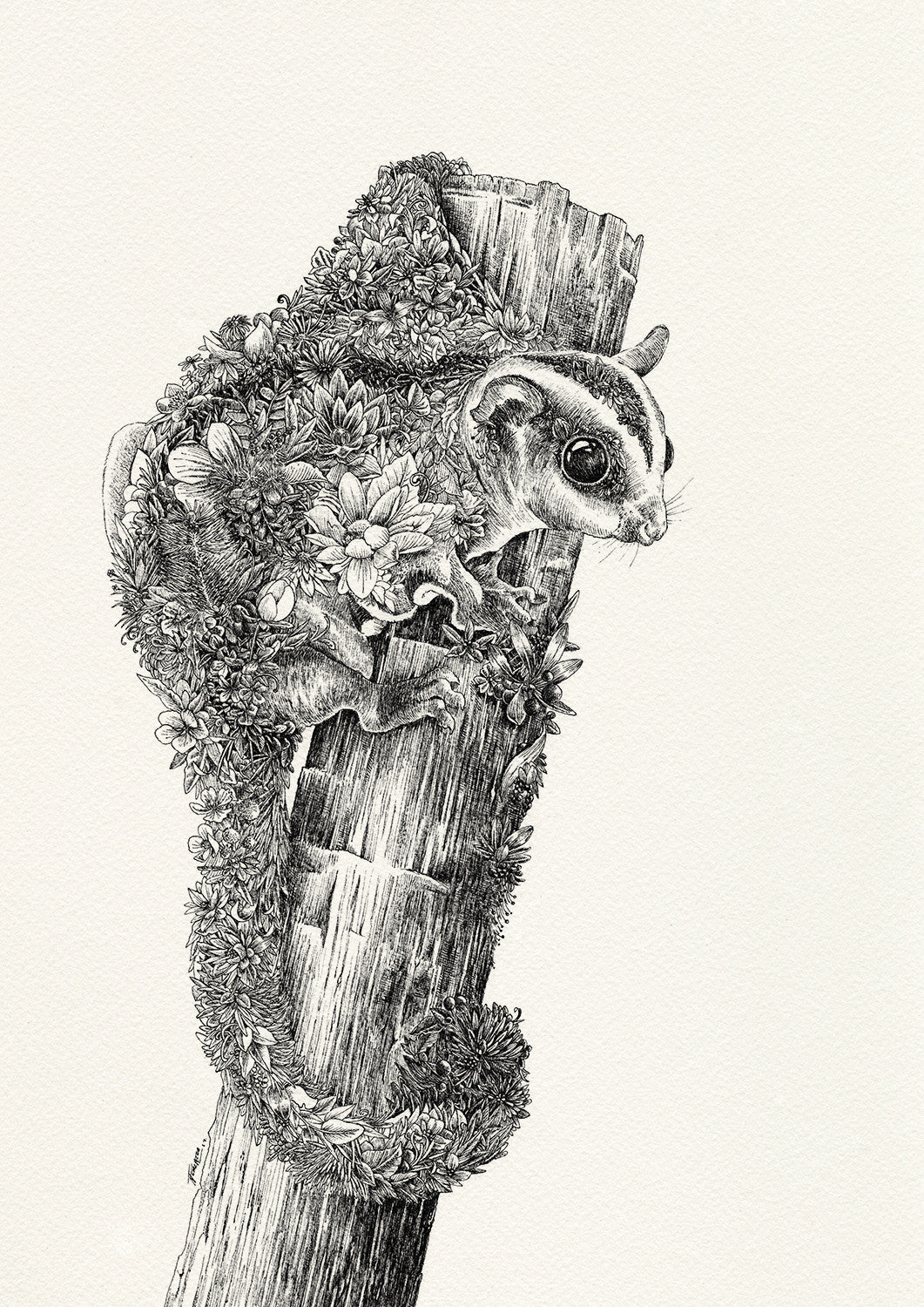 Sugar Glider - Giclée Print