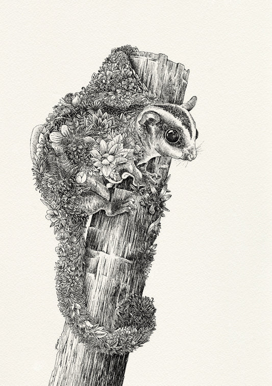 Sugar Glider - Giclée Print