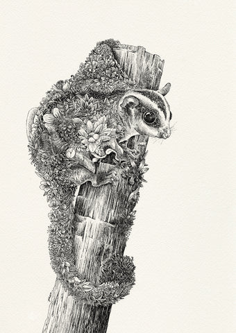 Sugar Glider - Giclée Print