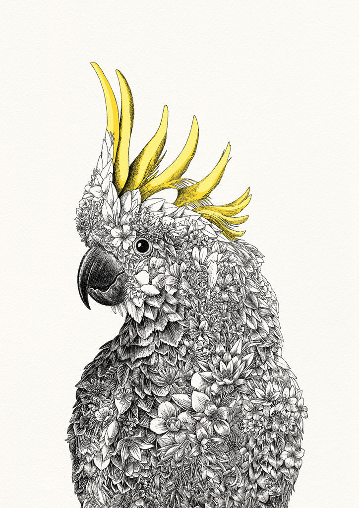 Sulphur-crested Cockatoo - Giclée Print