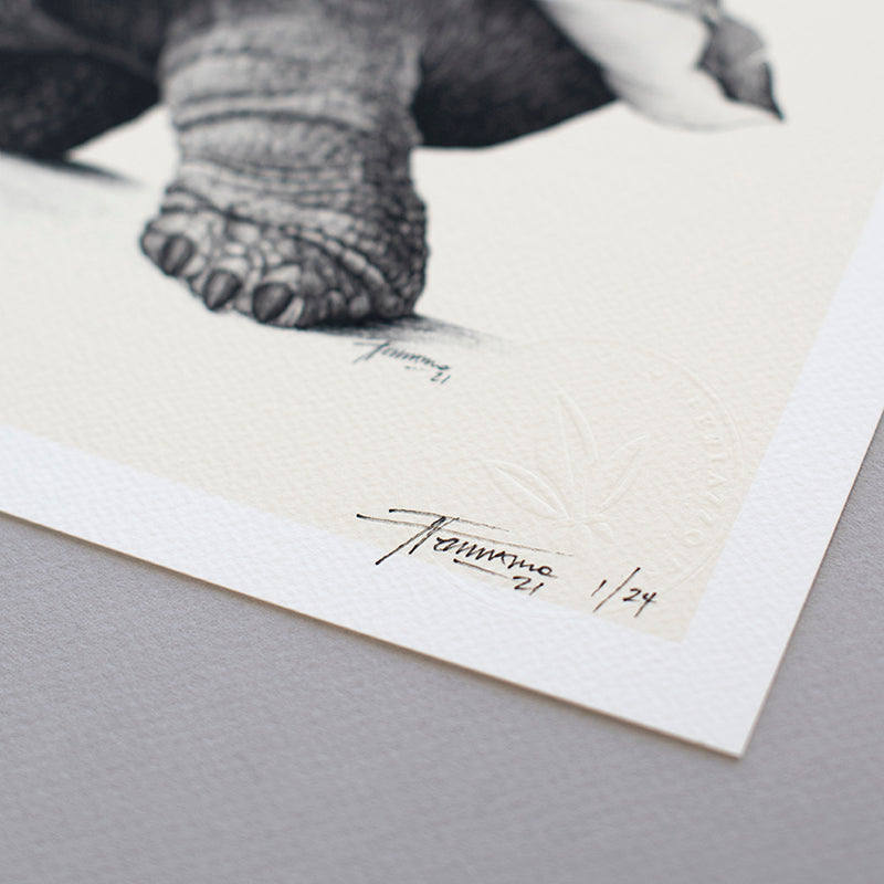Galapagos Tortoise - Giclée Print (Black & White)
