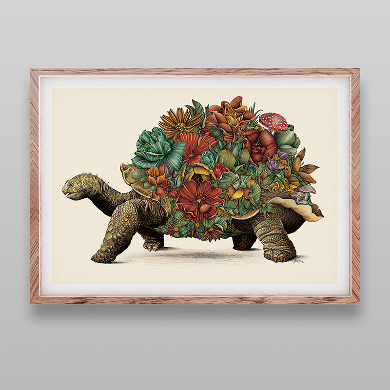 Galapagos Tortoise - Giclée Print (Coloured)