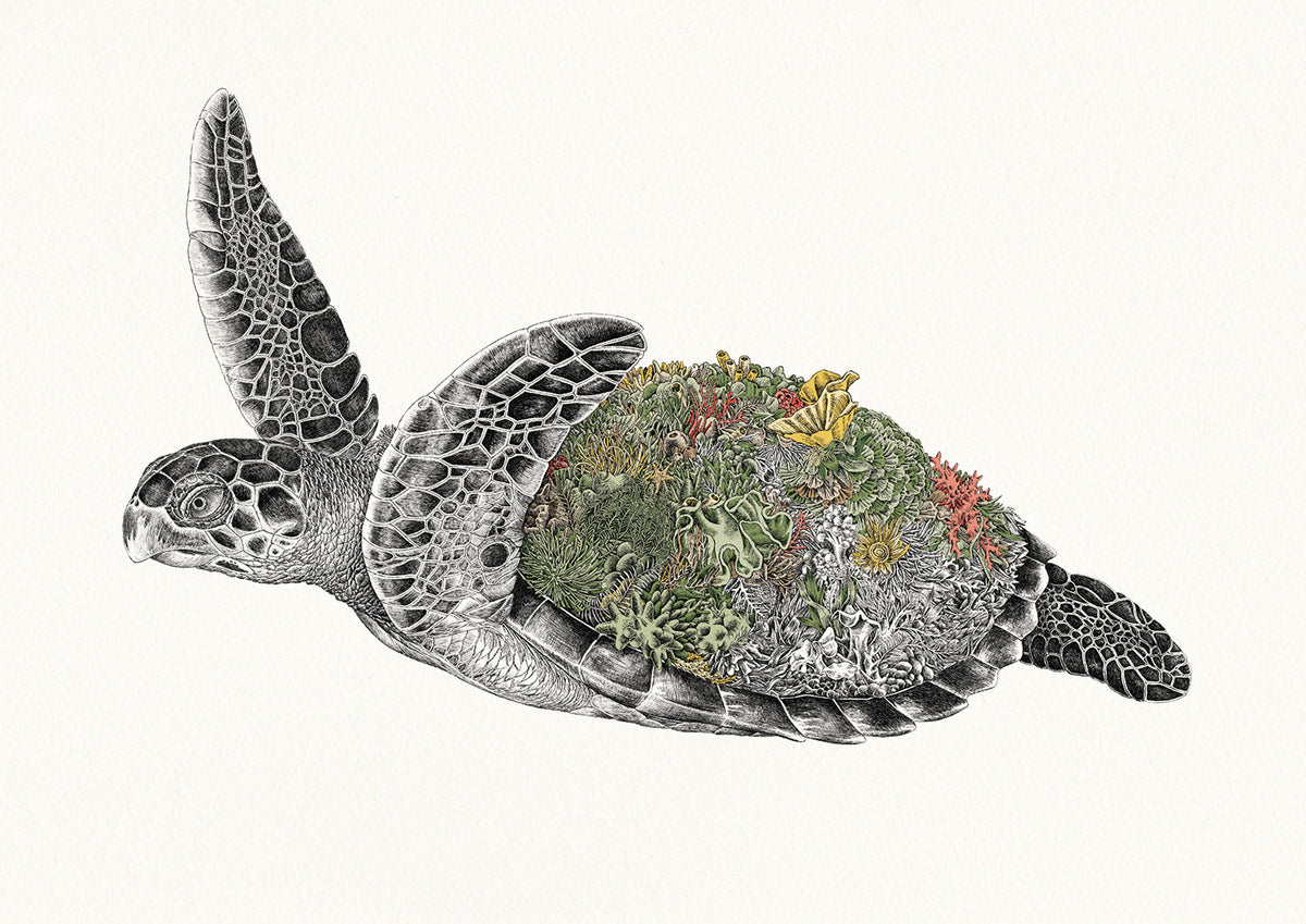Hawksbill Sea Turtle - Giclée Print