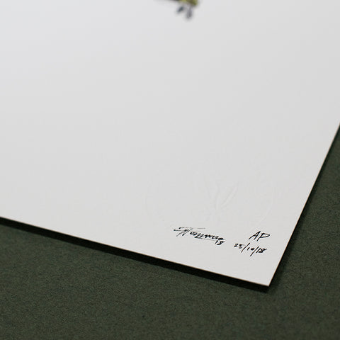 Turtle Hatchlings - Artist Proof