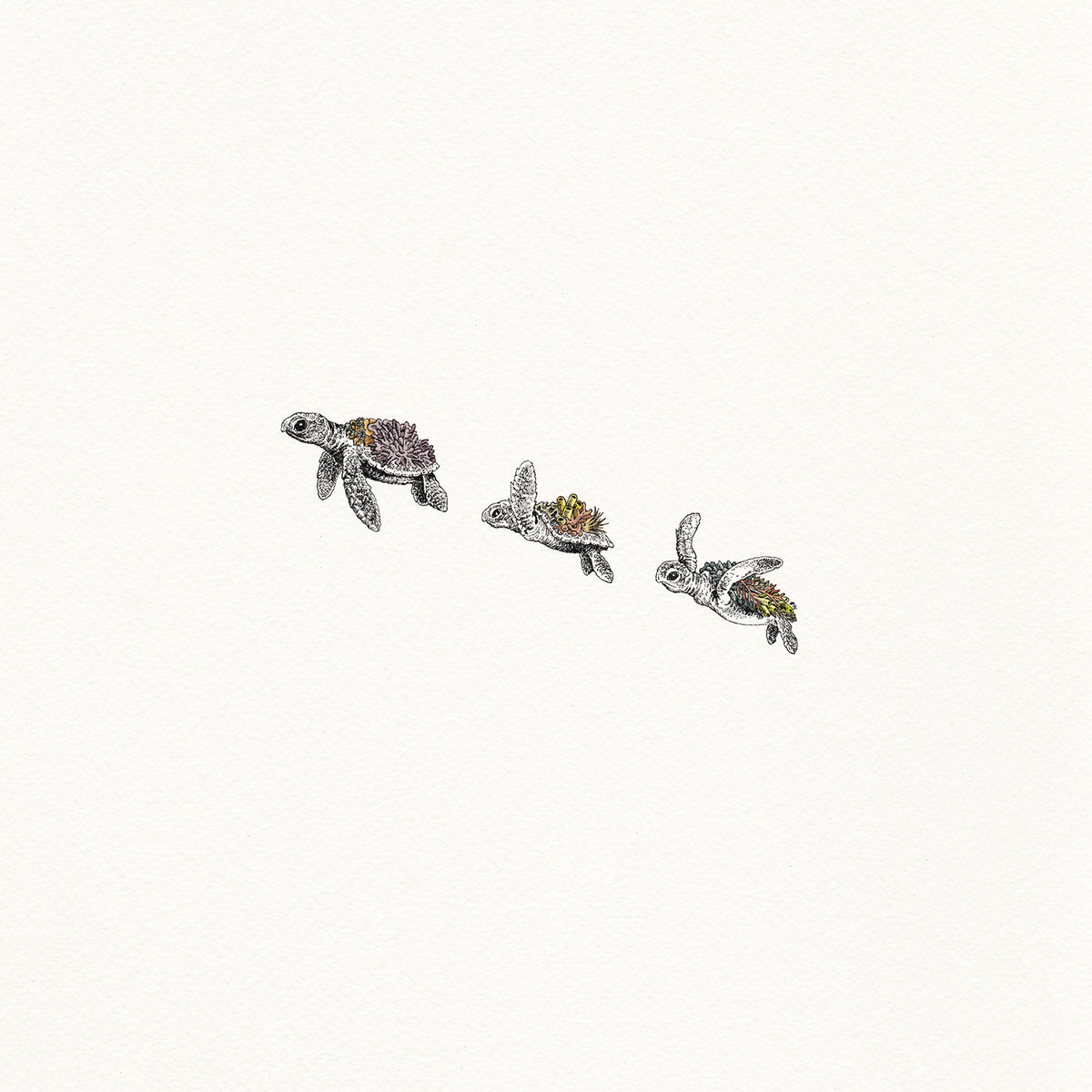 Turtle Hatchlings - Artist Proof